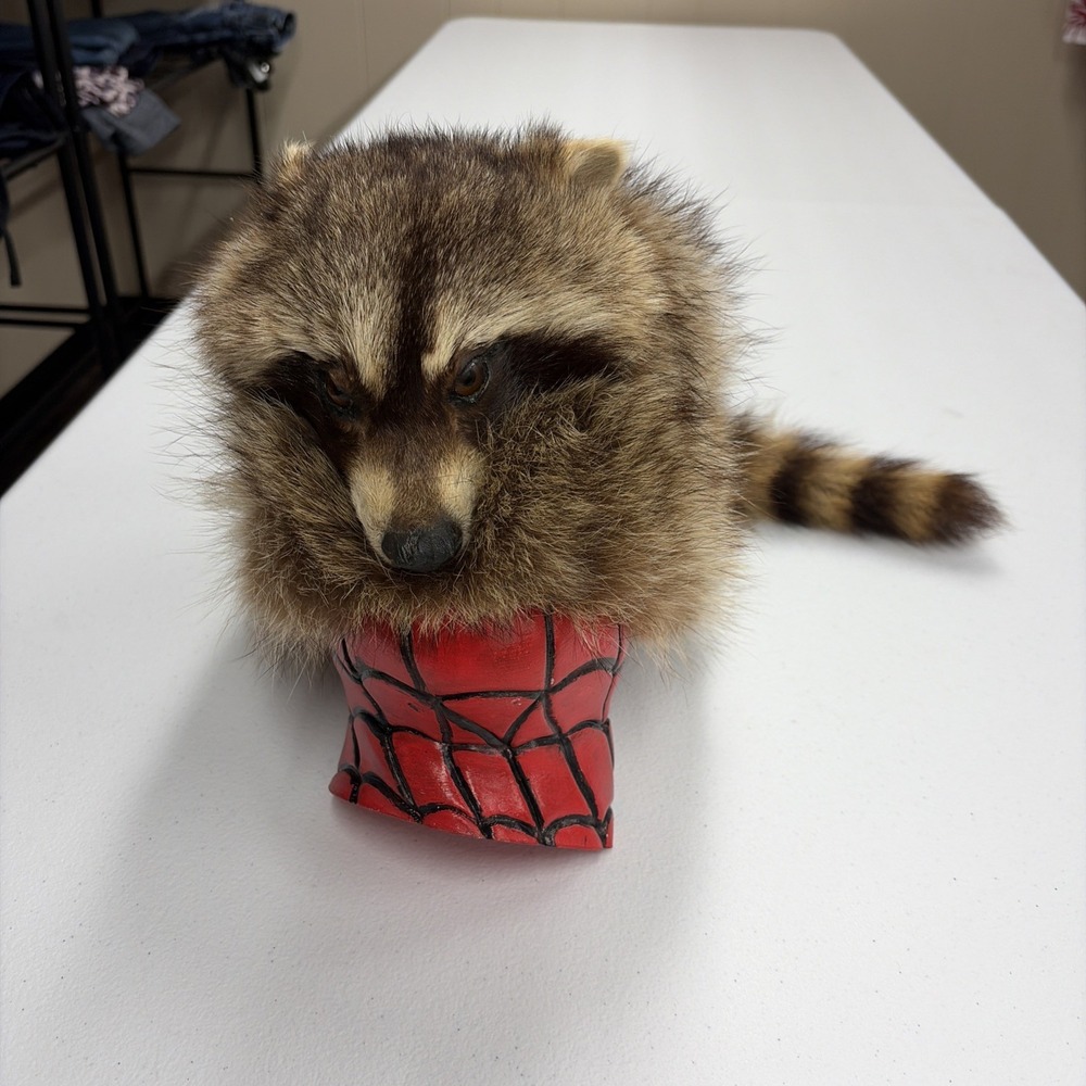 100% REAL FUR & FACE COON SKIN CAP SZ LARGE.  22 INCHES RACCOON
